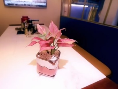 西麗辦公室員工裝修-綠植租賃案例 辦公室裝修綠植租賃