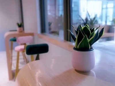 西麗辦公室員工裝修-綠植租賃案例 辦公室裝修綠植租賃