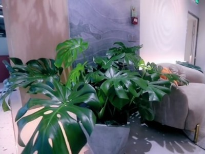 西麗辦公室員工裝修-綠植租賃案例 辦公室裝修綠植租賃