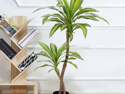 辦公室銷售部空間設(shè)計(jì)-綠植租賃【巴西木】 辦公室裝修綠植租賃