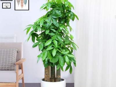 深圳企業(yè)辦公室設計-綠植租賃【發(fā)財樹】