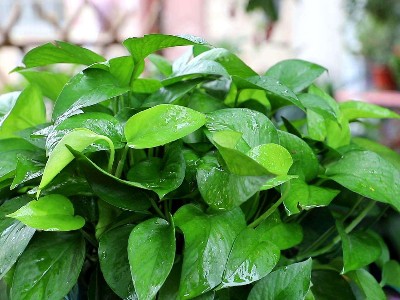 南山辦公室裝修設(shè)計(jì)-綠植租賃【綠蘿】 辦公室裝修綠植租賃