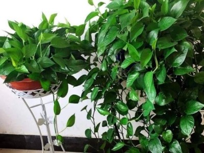 南山辦公室裝修設(shè)計(jì)-綠植租賃【綠蘿】 辦公室裝修綠植租賃