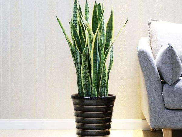 深圳辦公室空間翻新-綠植租賃【虎皮蘭】 辦公室裝修綠植租賃