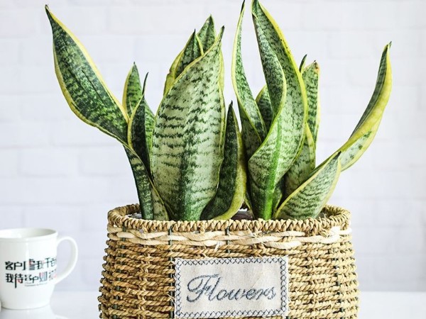 深圳辦公室空間翻新-綠植租賃【虎皮蘭】 辦公室裝修綠植租賃