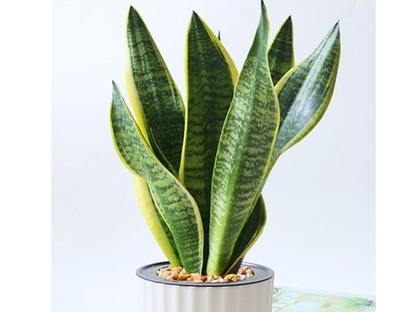 深圳辦公室空間翻新-綠植租賃【虎皮蘭】 辦公室裝修綠植租賃