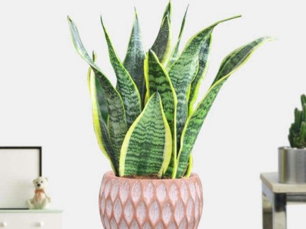 深圳辦公室空間翻新-綠植租賃【虎皮蘭】 深圳辦公室空間翻新-綠植租賃【虎皮蘭】