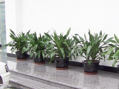 深圳辦公室設(shè)計(jì)裝修-綠植租賃【也門(mén)鐵】 辦公室裝修綠植租賃